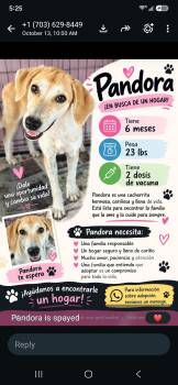 Pandora -  Labrador Retriever Dog for Adoption in New York, New York - Pandora | PetCurious