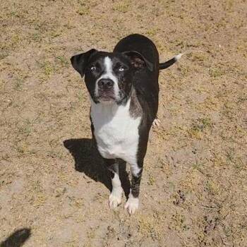 Cattle Dog and Bulldog Dogs Available for Adoption in Valdosta, Georgia - Hawk | PetCurious