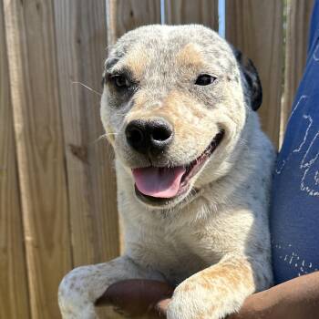 Labrador Retriever Dogs Available for Adoption - Gandolf - Local April 10-12 | PetCurious