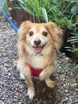 Mac N Cheese -  Chihuahua and Dachshund Dog for Adoption in Mundelein, Illinois - Mac N Cheese | PetCurious