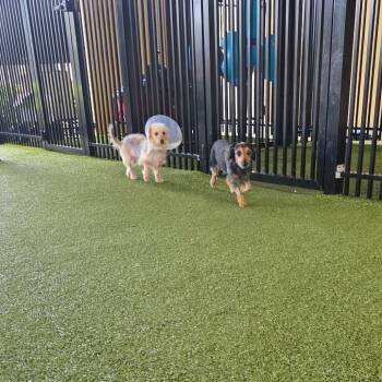 Dachshund Dogs Available for Adoption in West Palm Beach, Florida - Raven | PetCurious