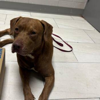 Pit Bull Terrier Dogs Available for Adoption in Lufkin, Texas - Bunny | PetCurious