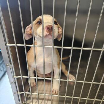 Anderson Bean -  Pit Bull Terrier and Mastiff Dog for Adoption in Jasper, Indiana - Anderson Bean | PetCurious