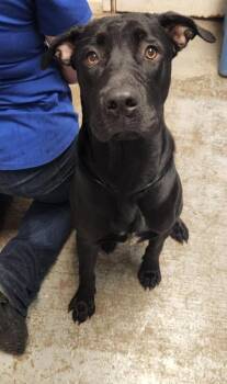 Rescue Black Labrador Retriever Dogs for Adoption in Berea, Kentucky - Blade | PetCurious