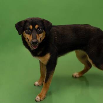 Shepherd Dogs Available for Adoption in Lawrenceville, Georgia - Pen 193c Jenny | PetCurious
