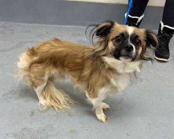 Papillon and Mixed Breed Dogs Available for Adoption - A794150 | PetCurious