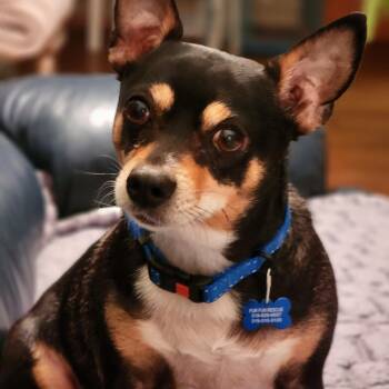 Chihuahua Dogs Available for Adoption - Gordo | PetCurious