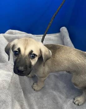 Rescue Mixed Breed Dogs for Adoption in Dallas, Texas - KUSH | PetCurious