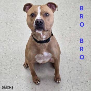 Pit Bull Terrier Dogs Available for Adoption in Burlington, Iowa - Bro Bro | PetCurious