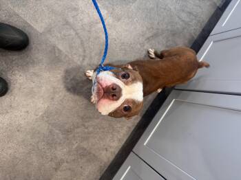 HotDog -  Boston Terrier Dog for Adoption in Pottsville, Pennsylvania - HotDog | PetCurious