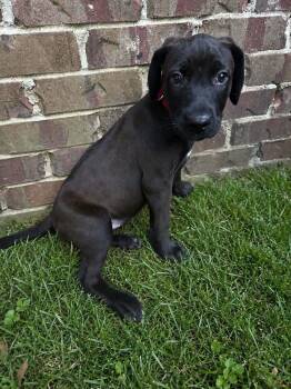 Bella -  Labrador Retriever and Terrier Dog for Adoption in Glocester, Rhode Island - Bella | PetCurious