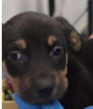 Labrador Retriever and Mixed Breed Dogs Available for Adoption in Pahrump, Nevada - Scout (L576 P4) | PetCurious