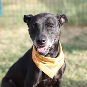 MAYA -  American Staffordshire Terrier Dog for Adoption in San Antonio, Texas - MAYA | PetCurious