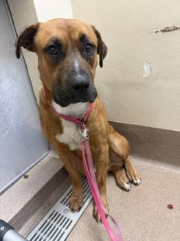 Rescue Mixed Breed Dogs for Adoption in Chamblee, Georgia - Ian | PetCurious