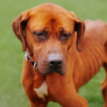 Jindo Dogs Available for Adoption in Northbrook, Illinois - Kado | PetCurious