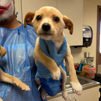 Rescue Labrador Retriever Dogs for Adoption in San Antonio, Texas - Celine | PetCurious