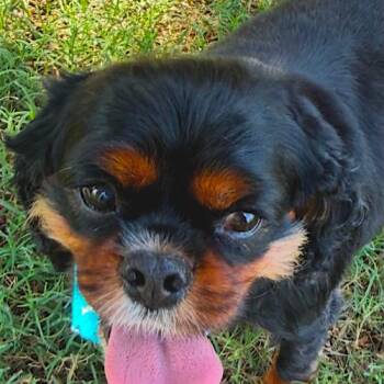 Brian -  Cavalier King Charles Spaniel Dog for Adoption in Memphis, Tennessee - Brian | PetCurious