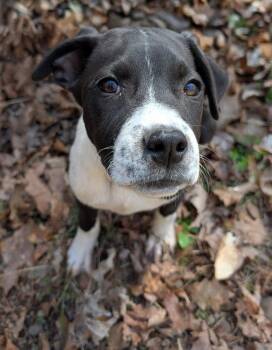 Hound and Terrier Dogs Available for Adoption in Hinton, West Virginia - Artemis (16w, 18lbs) | PetCurious