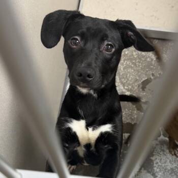Dove -  Mixed Breed Dog Available for Adoption in Auburn, New Hampshire - Dove | PetCurious