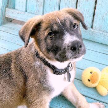 Shepherd Dogs Available for Adoption in Boerne, Texas - Luca | PetCurious