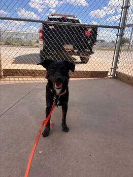 Opal -  Mixed Breed Dog for Adoption in Hobbs, New Mexico - Opal | PetCurious