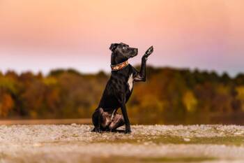 Rescue Pit Bull Terrier Dogs for Adoption in Kansas City, Missouri - Jojo | PetCurious