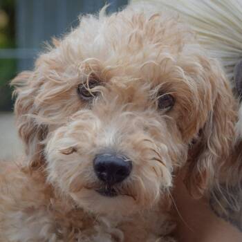 Queenie -  Poodle and Golden Retriever Dog for Adoption in Huntley, Illinois - Queenie | PetCurious