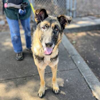 August -  German Shepherd Dog Dog for Adoption in Oakland, California - August | PetCurious