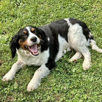 Uma -  Bernese Mountain Dog and Cavalier King Charles Spaniel Dog for Adoption in Sinking Spring, Pennsylvania - Uma | PetCurious