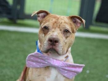 Marbles -  Mixed Breed Dog for Adoption - Marbles | PetCurious