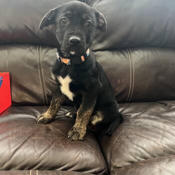 Labrador Retriever Dogs Available for Adoption - Libby | PetCurious