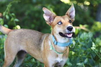 Josie Grossie in NH. Come Meet our Adoptable Dogs Wednesday-Satu -  Husky Dog for Adoption in Manchester, New Hampshire - Josie Grossie In NH. Come Meet Our Adoptable Dogs Wednesday-Satu | PetCurious