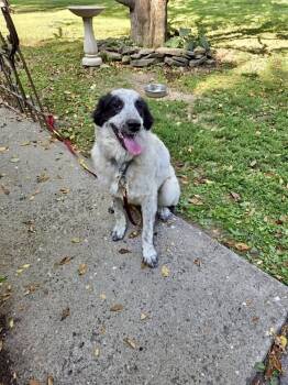 Rescue Great Pyrenees and Border Collie Dogs for Adoption in Brewster, New York - Diana Aka Rosebud (R Crew) | PetCurious