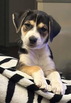 Kelsey -  Labrador Retriever Dog for Adoption in Lewisville, Indiana - Kelsey | PetCurious