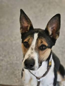 Rescue Australian Cattle Dog Blue Heeler Dogs for Adoption in Pinetop-lakeside, Arizona - Wynona | PetCurious