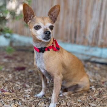 Chihuahua Dogs Available for Adoption in Palm Springs, California - Angelica | PetCurious