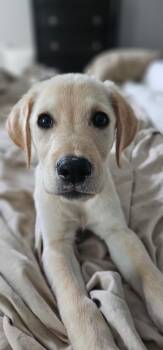 Luka -  Labrador Retriever Dog for Adoption in Fort Mill, South Carolina - Luka | PetCurious