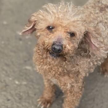 Poodle Dogs Available for Adoption in Zaleski, Ohio - Oscar | PetCurious