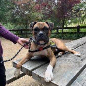 Rescue Boxer Dogs for Adoption in Davis, California - Harvey | PetCurious