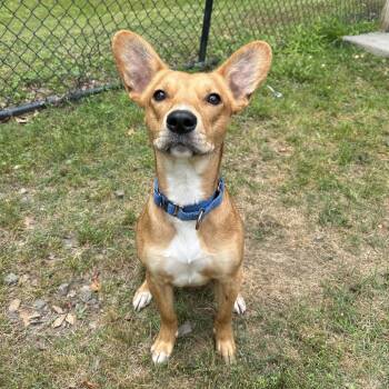 (Hold) Jake -  Corgi and Mixed Breed Dog for Adoption in Cabot, Arkansas - (Hold) Jake | PetCurious
