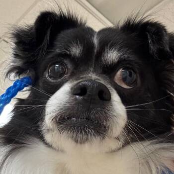 Chico -  Mixed Breed Dog for Adoption in Pekin, Illinois - Chico | PetCurious