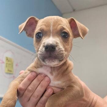 Mark -  Mixed Breed Dog for Adoption in Hendersonville, North Carolina - Mark | PetCurious