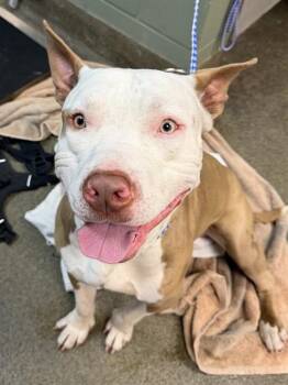 BUCK -  Mixed Breed Dog for Adoption in Jacksonville, Florida - BUCK | PetCurious