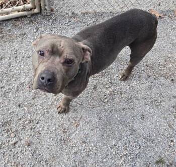 Pit Bull Terrier Dogs Available for Adoption in Pine Grove, Pennsylvania - Sarge | PetCurious