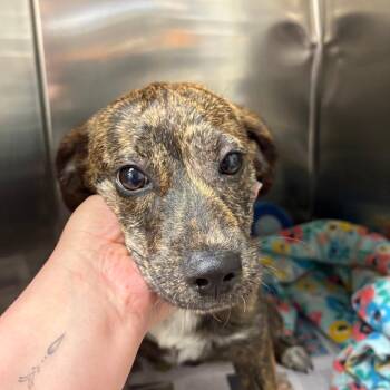 Mountain Cur Dogs Available for Adoption in Tupelo, Mississippi - Izzy - 040703U | PetCurious