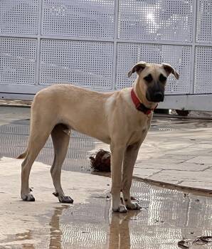 OTTO - calm, sweet, majestic -  Yellow Labrador Retriever and German Shepherd Dog Dog for Adoption - OTTO - Calm, Sweet, Majestic | PetCurious
