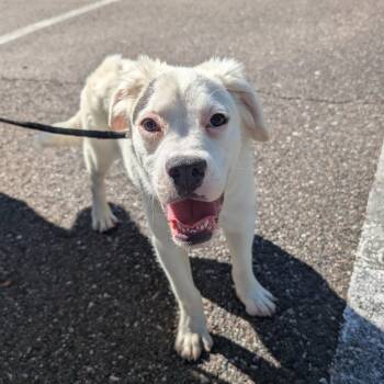 Mixed Breed Dogs Available for Adoption in St. Augustine, Florida - Falkor | PetCurious