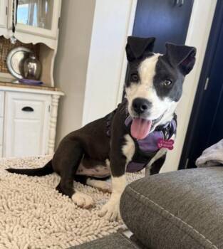 Pit Bull Terrier and Dachshund Dogs Available for Adoption in Broomfield, Colorado - LOLA | PetCurious
