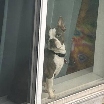 Rescue Boston Terrier and French Bulldog Dogs for Adoption in Waukesha, Wisconsin - Kaos | PetCurious