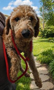 Golden Retriever and Poodle Dogs Available for Adoption in Malvern, Pennsylvania - Noni | PetCurious